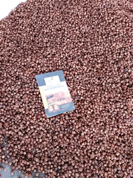 Soap Berry-Wash Nut-Washnut-Soapnut – Soapberries, RMY Soap Nuts Factory,Are the  soap nuts... - image 1