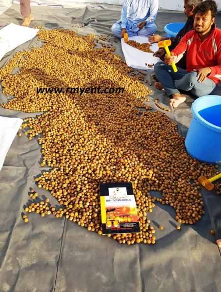 Soap Nuts Factory,RMY soap nut 20kg  hand soap,What are the soapnuts facts and health benefits - image 1