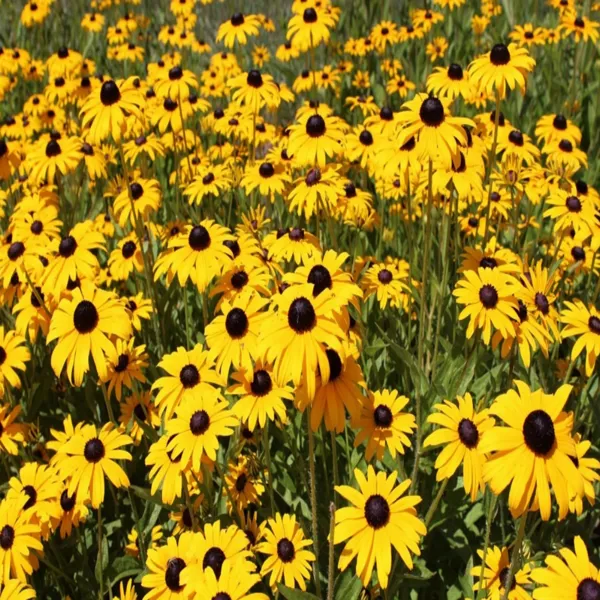 RMY Blackeyed Susan Roots, RMY Black Eyed Susan Roots Uses, Planting RMY Black Eyed Susan Roots