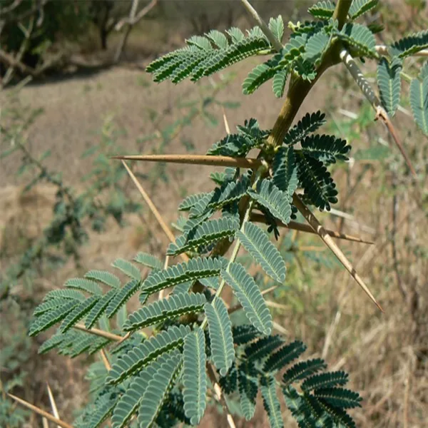 RMY Babool Leaves | Buy Babool Leaves -Nutritional Value of Babool - image 1
