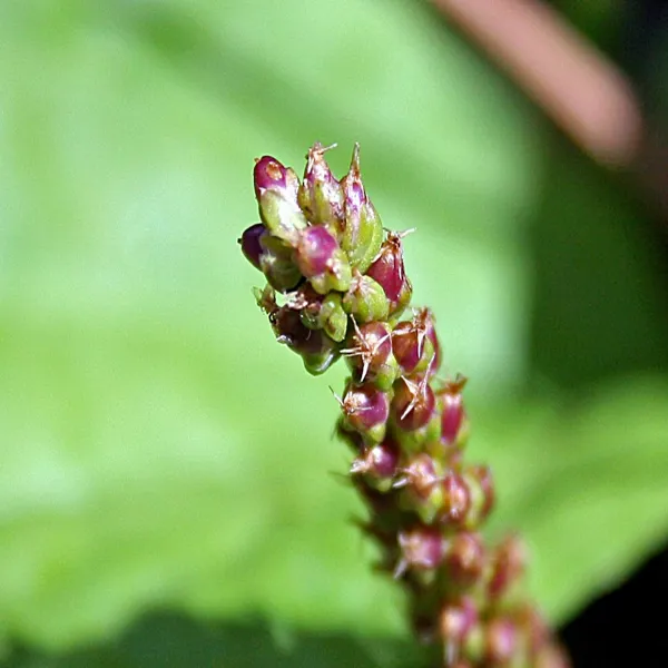 RMY Bartang Broadleaf, RMY Broadleaf Plantain (Bartang) بارتنگ -Buy Broadleaf Plantain ( Bartang ) - image 1