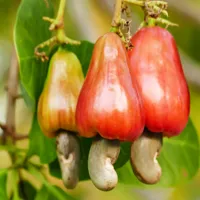 RMY Organic Cashew ,How to Prepare Cashews? What are the Benefits Of Cashew?, - image 3