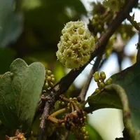 RMY Axle Wood Flower ( Gul-e-Dhawa ) – JariBoti , Buy Axle Wood Flower. - image 3