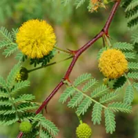 RMY Babool Leaves | Buy Babool Leaves -Nutritional Value of Babool - image 3