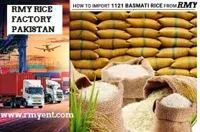 RMY Boiled1121 Extra Long Grain Basmati Rice, An Improved Variety of Transgenic RMY Basmati Rice ... - image 3