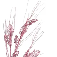 branch-krist-pink-46-x-80-x-5-cm-12-units-s3627749-bbs3627749.jpg