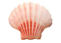 Maskotka-Pluszowa-Muszla-Poduszka-50-40-cm__1107912__1200.jpg