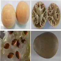 RMY Bitter Apple Seed, RMY Bitter Apple Benefits Seed, RMY Bitter Apple Nutrition Seed. - image 2