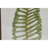 painting-home-esprit-crystal-fir-45-x-25-x-70-cm-s3055709-bbs3055709.jpg