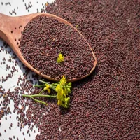 Health Benefits of RMY Organic Mustard Seeds – What is Mustard Seed Oil and What are its Benefits? - image 3