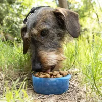 2-in-1-bottle-with-water-and-food-containers-for-pets-pettap-innovagoods-v0103141-bbv0103141.jpg