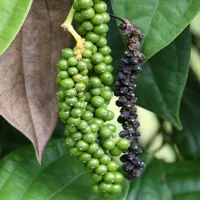 RMY Black Pepper | Black Pepper Powder , Benefits Of Black Pepper. - image 2