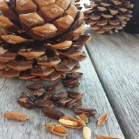 RMY Pine Nut Benefits , Unsalted, Naturally Gluten Free, No Preservatives, Non-GMO - image 2