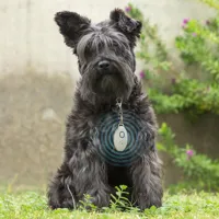 rechargeable-ultrasound-parasite-repellent-for-pets-petrep-innovagoods-v0103219-bbv0103219.jpg