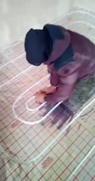 Messenger_creation_282401136898993.mp4