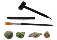Zestaw-Wykopaliska-Skorupy-Muszle-Trzy-Modele-Niespodzianka__1029300__1200.jpg