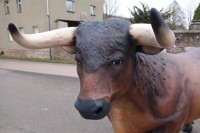 stier-2.jpg