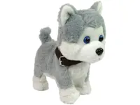 Pluszowy-Piesek-Husky-Interaktywny-Edukacyjny-Smycz-Piosenki-Chodzi__1064759__1200.jpg