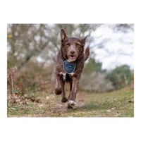 dog-harness-company-of-animals-carsafe-black-xs-s6103613-bbs6103613.jpg
