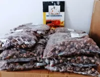 Soap Nuts Shells 1kg,Soap Nuts/Soap Berries,Soap Nuts Shells In Pp Packaging,Soap Nuts Shells in ... - image 3