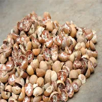 RMY Areca Nut (Betel Nut Benefits &amp; Uses) – Advantages of RMY Areca Nut. - image 2