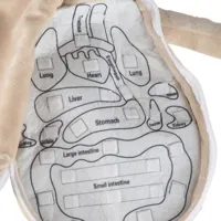 Lalka-maskotka-nauka-anatomii-chlopiec__1283259__1200.jpg