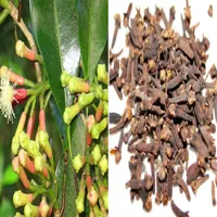 Health Benefits Of RMY Cloves _ What Is Cloves? Can cloves help lower blood sugar? - image 3