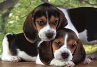Puzzle-500-HQC-SZCZENIACZKI-BEAGLE-PIESKI-Plakat-Clementoni-35536__1299180__1200.jpg