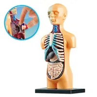 Model-Anatomiczny-Edukacyjny-Cialo-Ludzkie-Narzady__1221833__1200.jpg