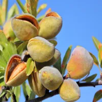Health Benefits Of Almond -Naturally Gluten Free, Non-GMO. - image 2