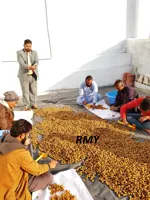 Soap Nuts Factory,RMY soap nut 20kg  hand soap,What are the soapnuts facts and health benefits - image 3