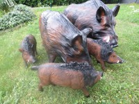 wildschweingruppe-1.jpg