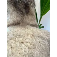 aaa__1_.webp