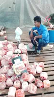 RMY Himalayan Salt Licks 500-800g,Himalayan Salt Lick Stone,Himalayan salt licking stones benefits - image 3