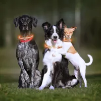 led-collar-for-pets-petlux-innovagoods-v0103458.jpg