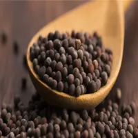 Health Benefits of RMY Organic Mustard Seeds – What is Mustard Seed Oil and What are its Benefits? - image 2