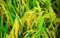 RMY Top Quality Basmati Rice,  How to Cook RMY Brown Basmati Rice, RMY brown Basmati Rice Instant... - image 2