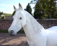 Pferd-weiss-1.jpg