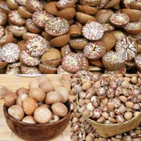 RMY Areca Nut (Betel Nut Benefits &amp; Uses) – Advantages of RMY Areca Nut. - image 3