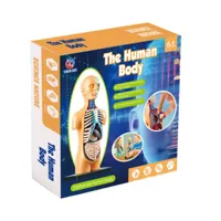 Model-Anatomiczny-Edukacyjny-Cialo-Ludzkie-Narzady__1221834__1200.jpg