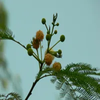 RMY Babool Leaves | Buy Babool Leaves -Nutritional Value of Babool - image 2