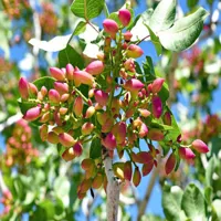 Nutrition Attributes and Health Effects of RMY Pistachio Nuts , Are Pistachios Good for You? - image 3