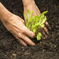 RMY Arugula Vegetable Seeds for Outdoor Garden and Indoor Salad Microgreens – Mountain Vall... - image 2