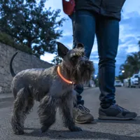 led-collar-for-pets-petlux-innovagoods-v0103458.jpg