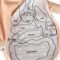 Lalka-maskotka-nauka-anatomii-dziewczynka__1283246__1200.jpg
