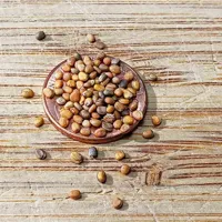RMY Arugula Vegetable Seeds for Outdoor Garden and Indoor Salad Microgreens – Mountain Vall... - image 3
