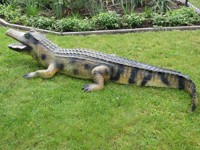 Alligator_XXL-2.jpg